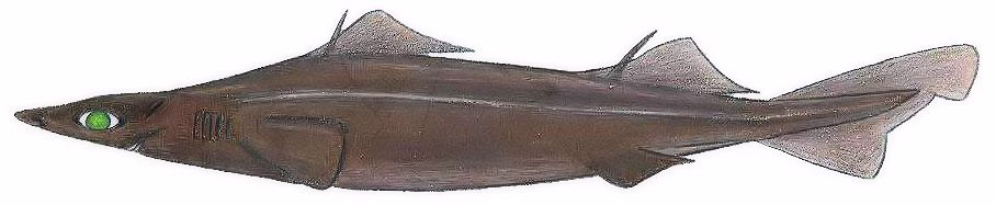 Deania profundorum_07.jpg